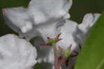 Mountain laurel